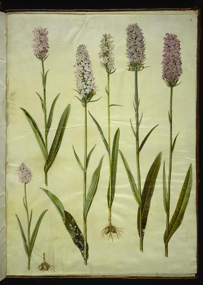Dactylorhiza maculata (斑点のあるカッコウ ハーブ) 作： Hans Simon Holtzbecker