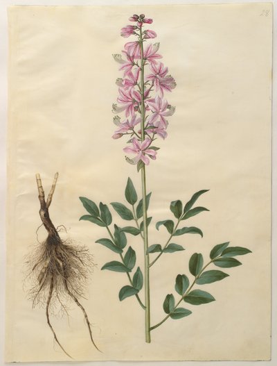 デンマーク語: Dictamnus albus (white dictam) ディクタムヌス・アルバス 作： ハンス・サイモン・ホルツベッカー