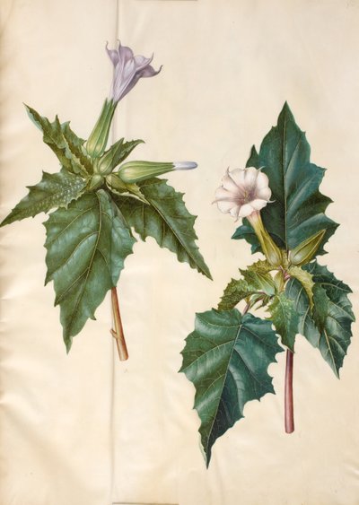 チョウセンアサガオ (イチョウのリンゴ) 作： Hans Simon Holtzbecker