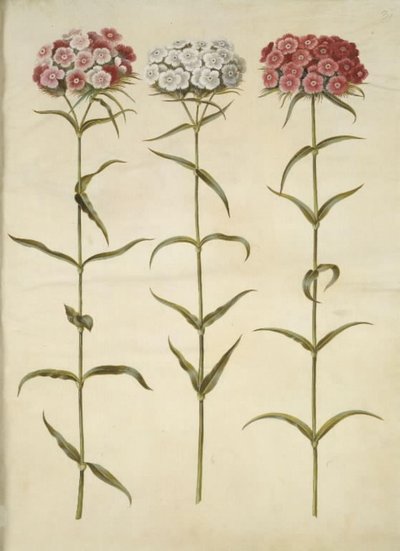Dianthus barbatus（学生カーネーション） 作： Hans Simon Holtzbecker