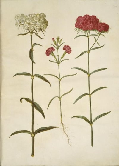 Dianthus barbatus (学生カーネーション); なでしこ（カーネーションの一種） 作： Hans Simon Holtzbecker