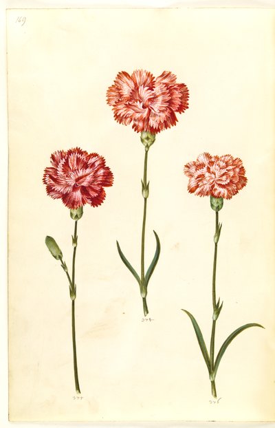 Dianthus caryophyllus (ガーデンカーネーション) 作： Hans Simon Holtzbecker