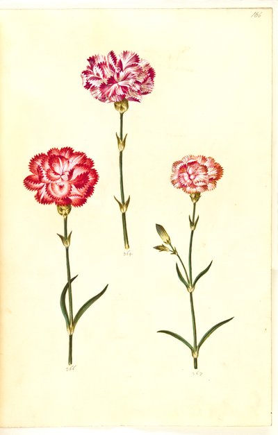 Dianthus caryophyllus (ガーデンカーネーション) 作： Hans Simon Holtzbecker