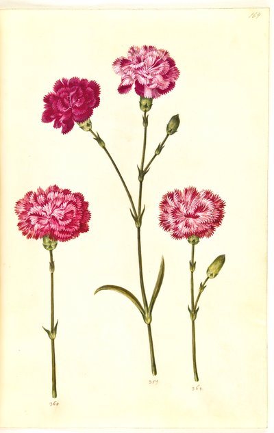 Dianthus caryophyllus (ガーデンカーネーション) 作： Hans Simon Holtzbecker
