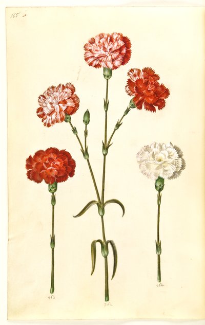 Dianthus caryophyllus (ガーデンカーネーション) 作： Hans Simon Holtzbecker