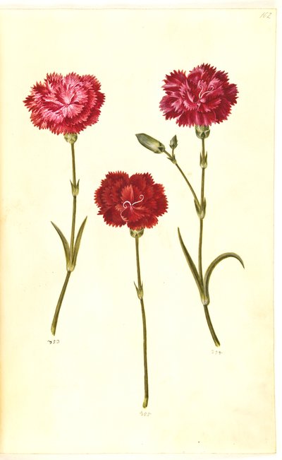 Dianthus caryophyllus (ガーデンカーネーション) 作： Hans Simon Holtzbecker