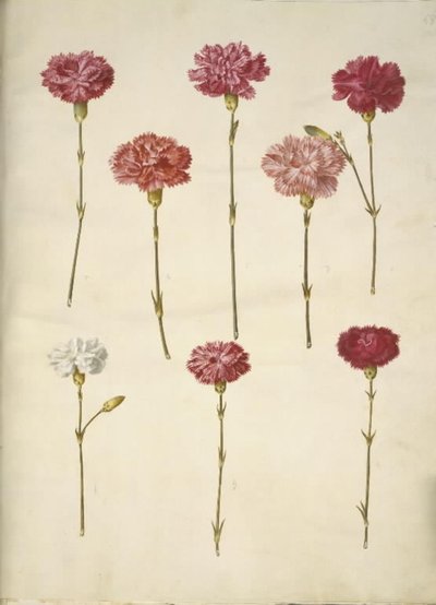Dianthus caryophyllus (ガーデンカーネーション) 作： Hans Simon Holtzbecker