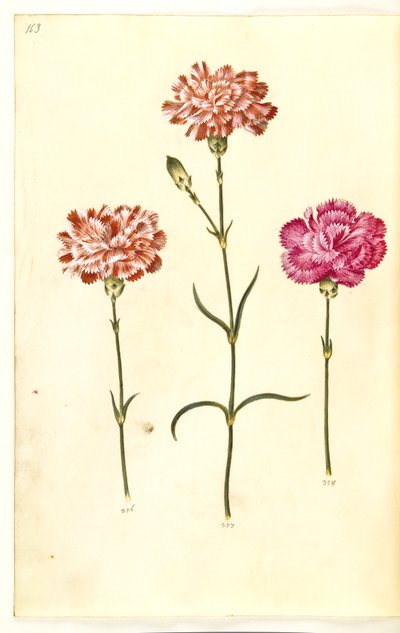 Dianthus caryophyllus (ガーデンカーネーション) 作： Hans Simon Holtzbecker