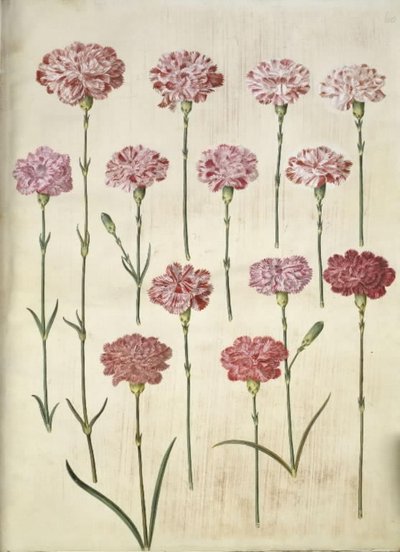 Dianthus caryophyllus (ガーデンカーネーション) 作： Hans Simon Holtzbecker
