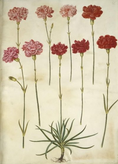 Dianthus caryophyllus (ガーデンカーネーション) 作： Hans Simon Holtzbecker