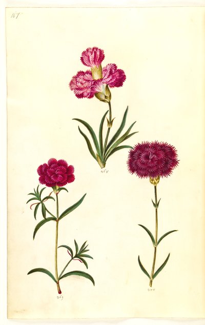 Dianthus caryophyllus (ガーデンカーネーション) 作： Hans Simon Holtzbecker