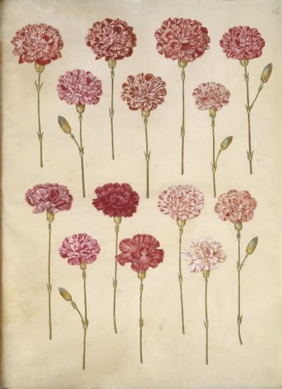 Dianthus caryophyllus (ガーデンカーネーション) 作： Hans Simon Holtzbecker