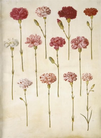 Dianthus caryophyllus (ガーデンカーネーション) 作： Hans Simon Holtzbecker