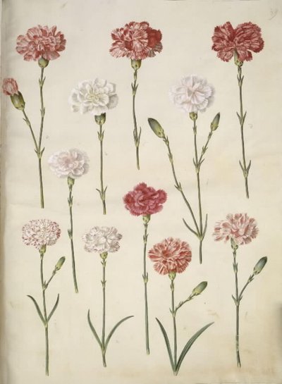 Dianthus caryophyllus (ガーデンカーネーション) 作： Hans Simon Holtzbecker