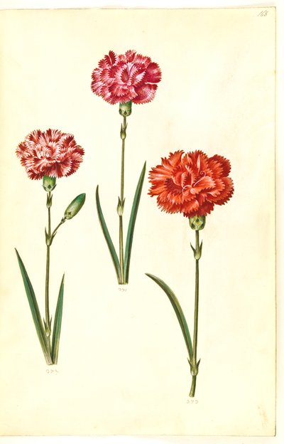 Dianthus caryophyllus (ガーデンカーネーション) 作： Hans Simon Holtzbecker