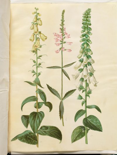 Digitalis grandiflora (大輪のキツネノテブクロ); Physostegia virginiana (Physostegia virginiana); ジギタリス紫斑病 (一般的なジギタリス) 作： Hans Simon Holtzbecker