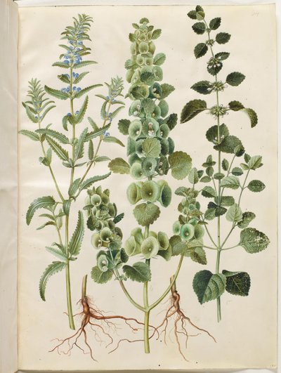 Dracocephalum moldavica (モルダビアのドラゴン ヘッド); Moluccella spinosa (タワーファンネルカップ); メリッサ・オフィシナリス（レモンバーム） 作： Hans Simon Holtzbecker