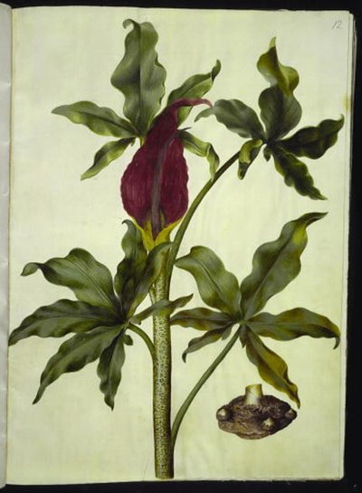 Dracunculus vulgaris (コモン ドラゴン ルート) 作： Hans Simon Holtzbecker