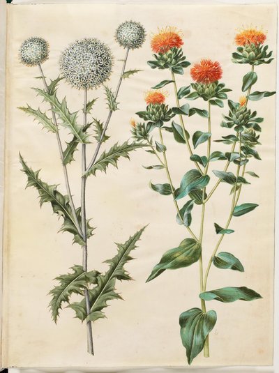 Echinops sphaerocephalus (almindelig tidselkugle); ベニバナの染色 (gul saflortidsel) 作： Hans Simon Holtzbecker