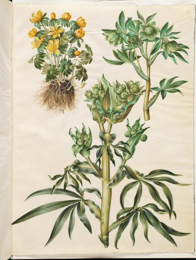 Eranthis 冬 (されている); 緑のヘレボルス (grøn nyserod); Helleborus fetidus (ニセロッドの臭い) 作： Hans Simon Holtzbecker