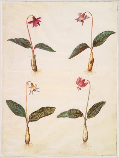 Erythronium dens-canis (真の犬の歯) 作： Hans Simon Holtzbecker