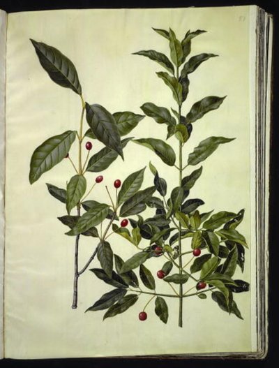 Euonymus latifolius (広葉樹のボーンウッド); Euonymus europaeus (コモンボーンウッド) 作： Hans Simon Holtzbecker