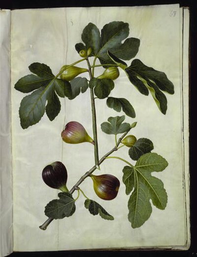 Ficus carica (almindelig figen) 作： Hans Simon Holtzbecker