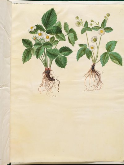 Fragaria vesca（森のいちご） 作： Hans Simon Holtzbecker