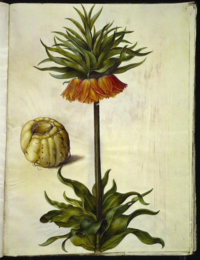 Fritillaria imperialis (クラウンエンペラー) 作： Hans Simon Holtzbecker