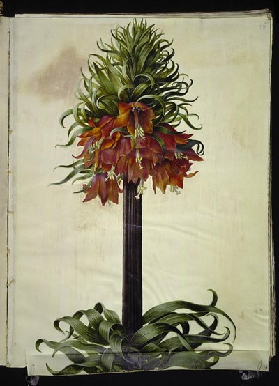 Fritillaria imperialis (クラウンエンペラー) 作： Hans Simon Holtzbecker