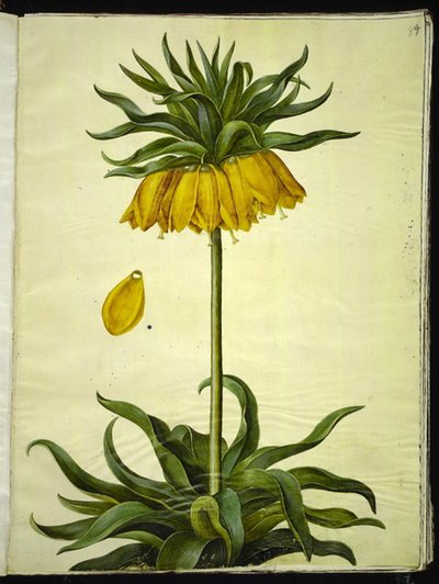 Fritillaria imperialis (クラウンエンペラー) 作： Hans Simon Holtzbecker