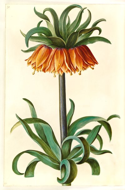 Fritillaria imperialis (クラウンエンペラー) 作： Hans Simon Holtzbecker