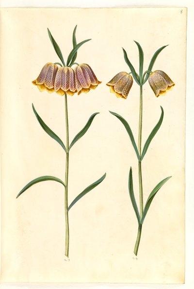 Fritillaria meleagris (マムシの卵) 作： Hans Simon Holtzbecker