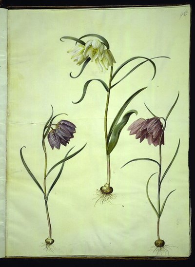 Fritillaria meleagris (マムシの卵) 作： Hans Simon Holtzbecker
