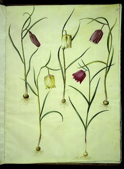 Fritillaria meleagris (マムシの卵) 作： Hans Simon Holtzbecker