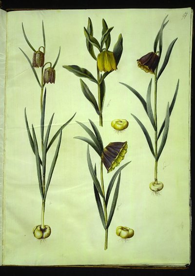 Fritillaria meleagris (一般的なマムシの卵); Fritillaria aurea または Fritillaria tubeiformis & moggridgei (バイブエッグ); バイモモンタナ 作： Hans Simon Holtzbecker