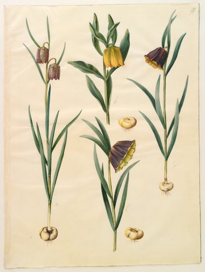 Fritillaria meleagris; Fritullaria lutea; Fritullaria latifolia var lutea; Fritillaria pyrenaica 作： ハンス・サイモン・ホルツベッカー