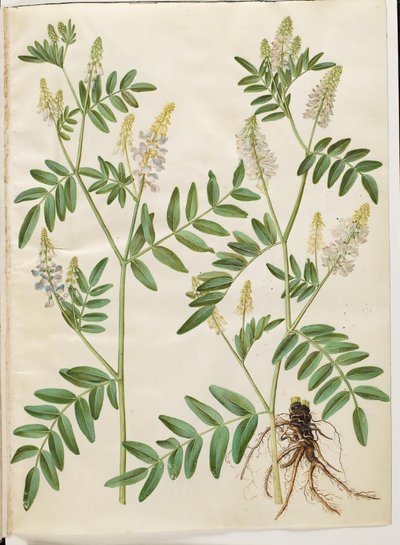 Galega officinalis (ドクターズポッド) 作： Hans Simon Holtzbecker