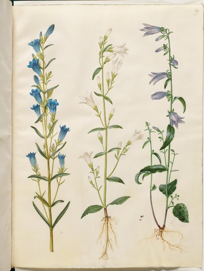 Gentiana pneumonanthe (ベルリンドウ); Campanula patula (牧草地の鐘); Campanula rapunculoides (片側ベル) 作： Hans Simon Holtzbecker