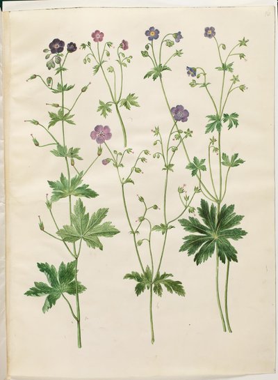 ゼラニウム フェウム (コウノトリのハシビロコウ); Geranium sylvaticum (コウノトリのくちばし) 作： Hans Simon Holtzbecker