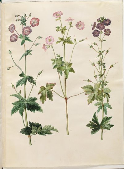 ゼラニウム フェウム (コウノトリのハシビロコウ); Geranium v​​ersicolor (コウノトリのくちばし) 作： Hans Simon Holtzbecker