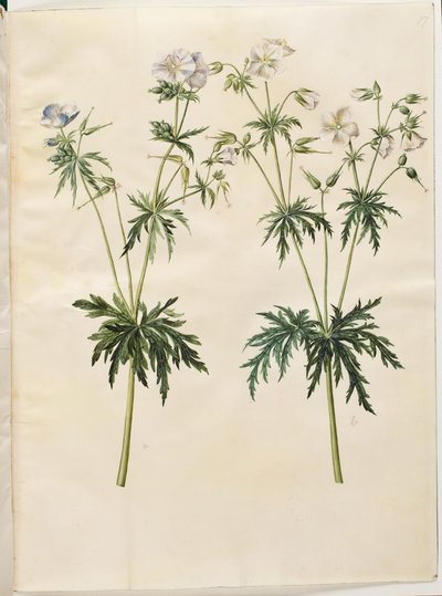 Geranium pratense (コウノトリのくちばし) 作： Hans Simon Holtzbecker