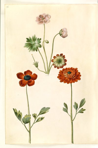 Geranium sanguineum 線条体 (stribet storkenæb); Ranunculus asiatica (have-ranunkel) 作： Hans Simon Holtzbecker