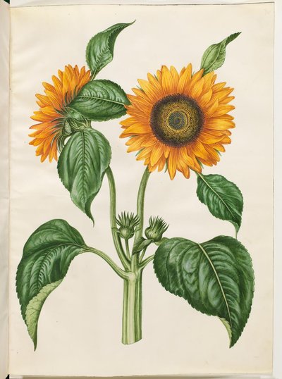 Helianthus annuus (ヒマワリ) 作： Hans Simon Holtzbecker