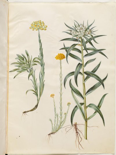 Helichrysum orientale (永遠の低木); Helichrysum Stoechas (悪臭を放つ永遠の花); Anaphalis margaritacea (一般的な真珠のバスケット) 作： Hans Simon Holtzbecker