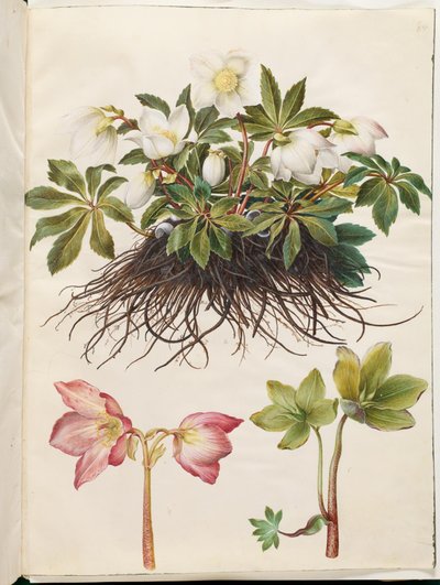Helleborus niger (一般的なクリスマス ローズ) 作： Hans Simon Holtzbecker