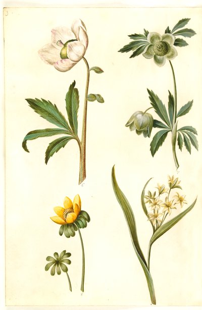 Helleborus niger (一般的なクリスマス ローズ); Eranthis hyemalis (庭-erantis); ガゲア・ルテア（コモンゴールデンスター） 作： Hans Simon Holtzbecker