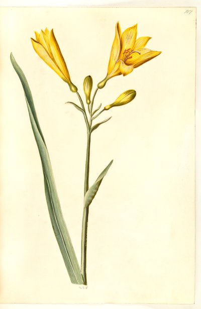 Hemerocallis lilioasphodelus (gul daglilje) 作： Hans Simon Holtzbecker