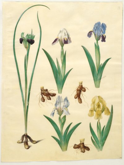 Hermodactylus tuberosus (エルメスの指); Iris pumila (低虹彩) または Iris lutescens (小人虹彩) 作： Hans Simon Holtzbecker