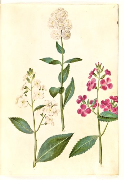 Hesperis matronalis (宵の明星) 作： Hans Simon Holtzbecker
